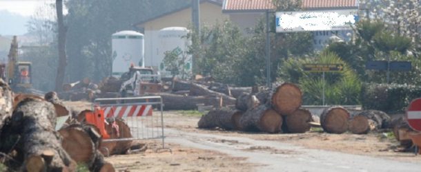 Lunedì 12 novembre taglio di un albero pericoloso, senso unico alternato sulla Toscoromagnola a Fornacette