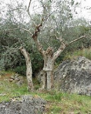 vicopisano-olivo