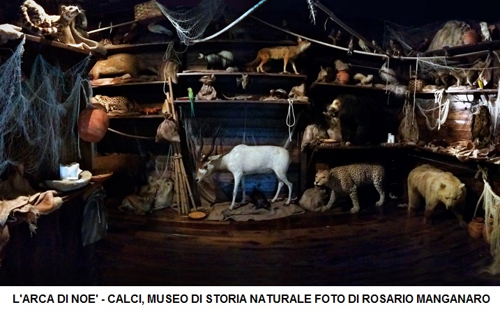 calci-museo-arcadinoe-rosario-manganaro-photographer