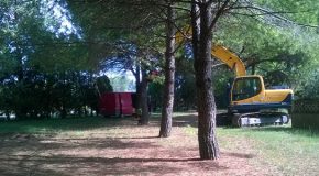 Lavori di alleggerimento ai pini di Piazza De Andrè a Fornacette