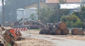 Lunedì 12 novembre taglio di un albero pericoloso, senso unico alternato sulla Toscoromagnola a Fornacette
